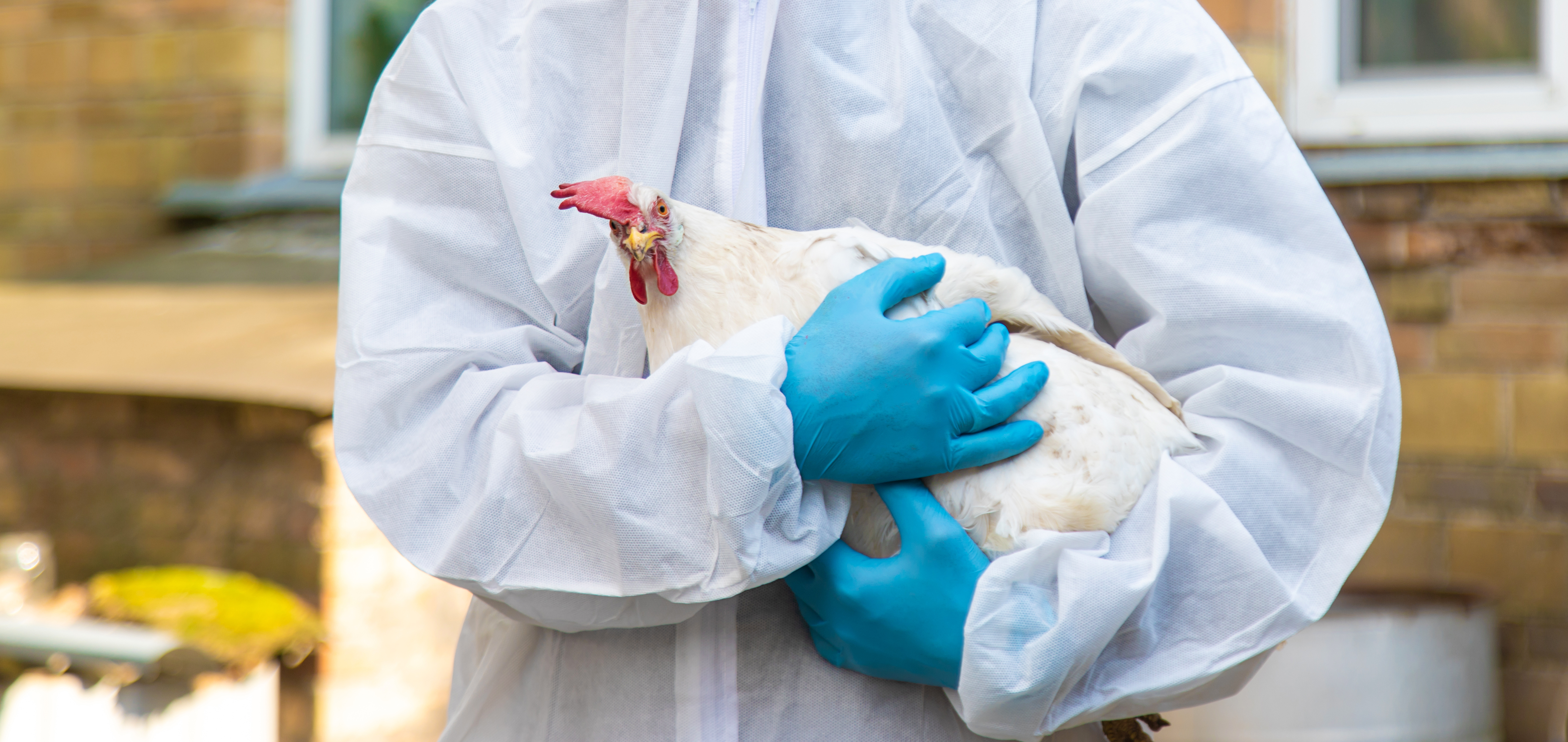person in personal protectection equipment holding a chicken