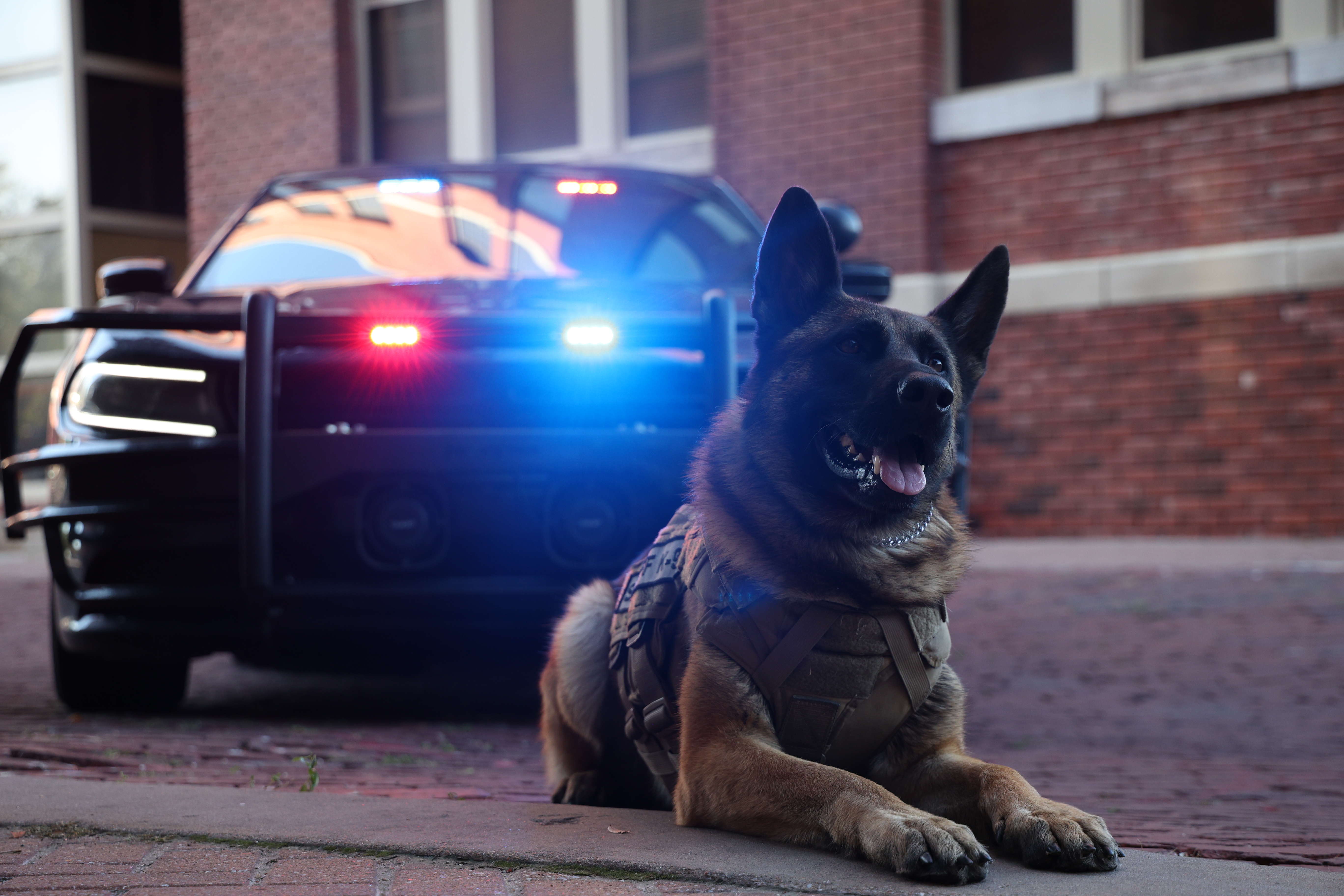 Police dog in front of parked police car with lights on
