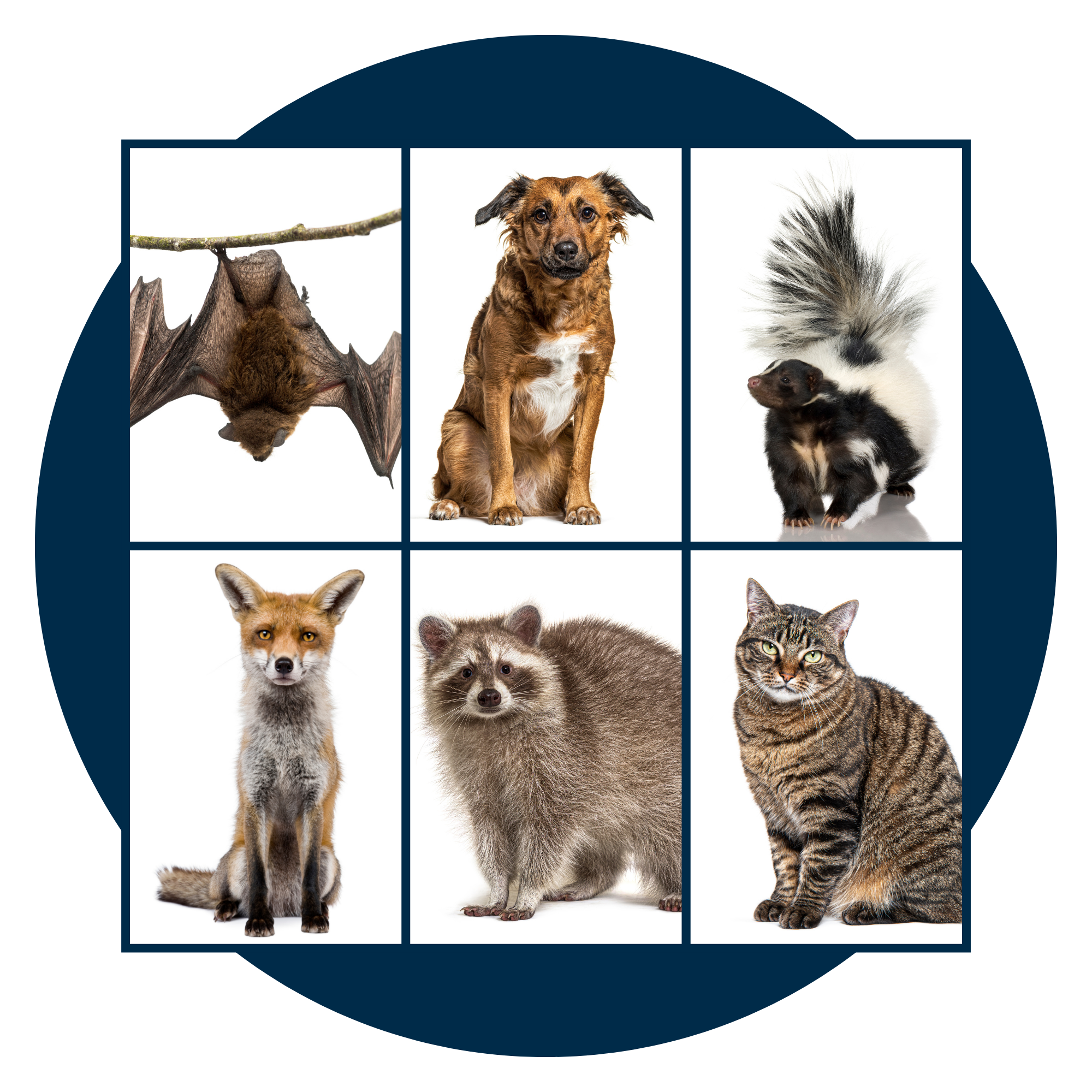 Rabies icon featuring a bat, dog, skunk, fox, racoon, and cat