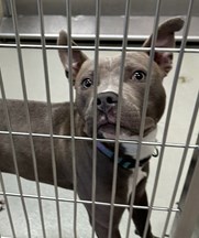 Grey and White Pit Bull Type Dog Puppy Male