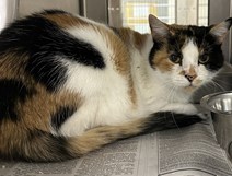 Calico Cat Female