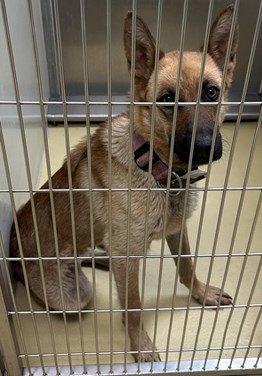Black and Tan Female German Shepherd Type Dog