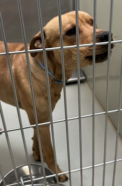 Tan Pit Bull Mix Male