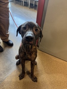 Brown Brindle Lab Mixed Breed Female Dog