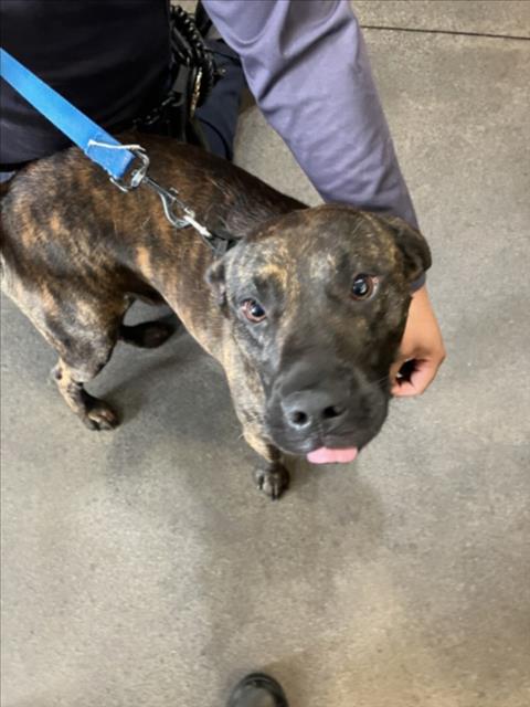 Brown and Tan Pitbull Type Mixed Breed Dog