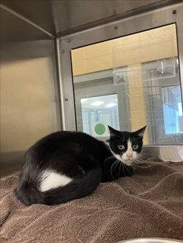 Black and White Domestic Shorthaired Cat