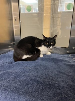 Black and White Domestic Shorthaired Cat