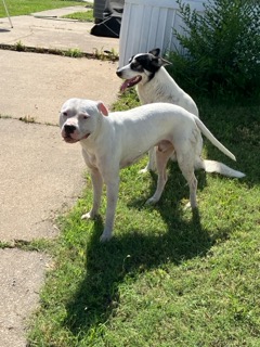 White Short Haired Pitbull Mix Breed Dog
