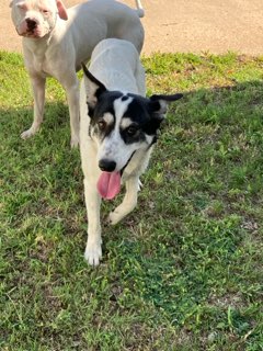 Black and White Mixed Breed Short Hair Dog
