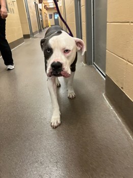 Black and White Pitbull type mix with Blue Eyes