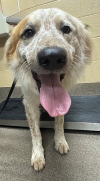 Red Merle Australian Shepherd Mix Dog