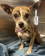 Brindle Chihuahua mixed breed female dog with a purple collar