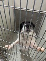 Black White and Brown small breed rough coated terrier mix Male