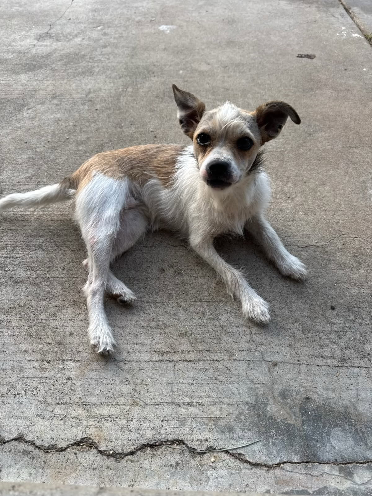 OFF SITE AT VETERINARY CLINIC - CALL 316-660-7070 IF YOU THINK THIS IS YOUR PET