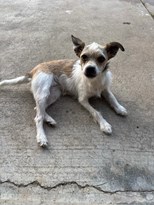 Tan and White wirehaired terrier small female dog