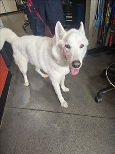 White Husky type mixed breed male dog