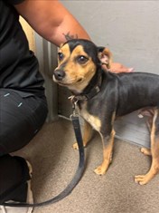 Black and tan short haired terrier mixed breed male neutered dog