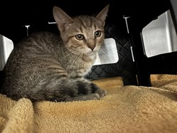 Brown Tabby Kitten with White Domestic Shorthair Unknown Gender