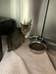 Brown and White Domestic Short hair Tabby kitten