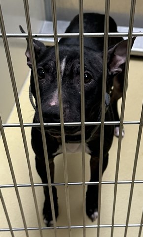 Black and White American Pitbull Terrier Mixed Breed Female Named Queen