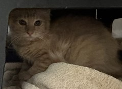 Orange and White Tabby Kitten