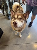 Red and White Siberian Husky Male Dog