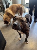 Brindle and White Pitbull Male Dog
