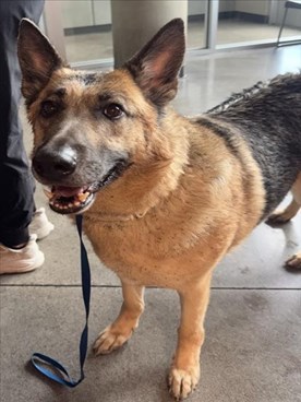 Adult Female Black and Tan German Shepherd Dog