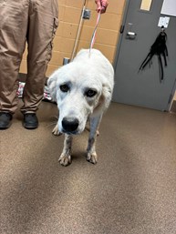 White Female Great Pyrenees Mix Dog