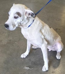 White Pitbull Type Dog Female Named Twilight