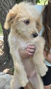 Poodle Mix Puppy Female Lola Blonde in Color