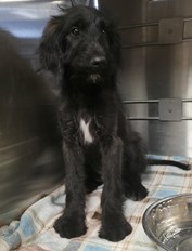 Black Poodle Mixed Breed Male named Simon