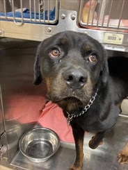 Male Black and Tan Rottweiler Dog