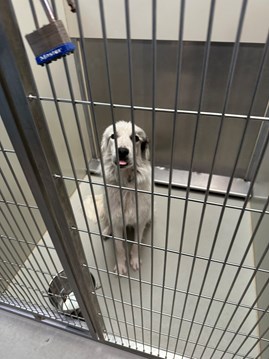 Long Haired White and Black Collie type mixed breed dog male