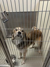 Tri colored Male Collie Mixed breed type dog