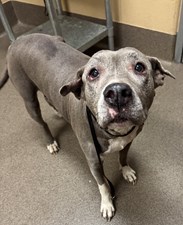 Senior Blue and White Pitbull Type Dog Female