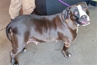 Chocolate and White Female Pitbull Type Dog