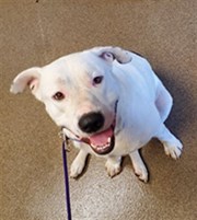 White Pitbull Type Dog Male