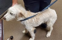 White Irish Wolfhound Mixed Breed Dog