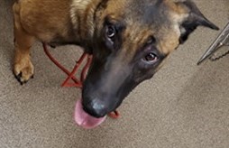 Close up of face of black and brown Belgin malunions type dog