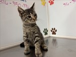 Brown and Black Tabby Kitten Female 12 weeks old