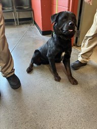 Male Rottweiler Mixed Breed Dog