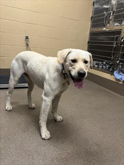 Blonde Male Labrador Retriever - Gunner