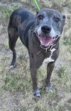 Grey and Black and White Male Pitbull Mixed Breed