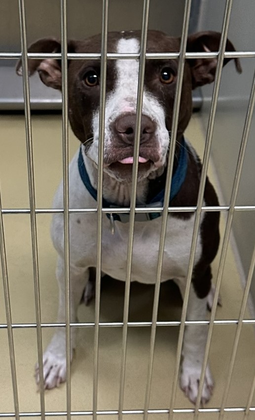 A178238 - Coco
