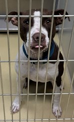 Chocolate and White Pitbull Terrier Female - Coco