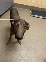 Black and Tan German Shepherd Type Mixed Breed dog Male short hair