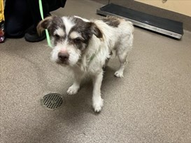 Brown and White Wire Hair Terrier Mix